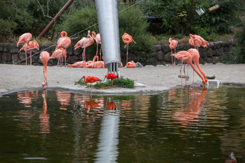 Flamingosøen
Keywords: Flamingo Ibis