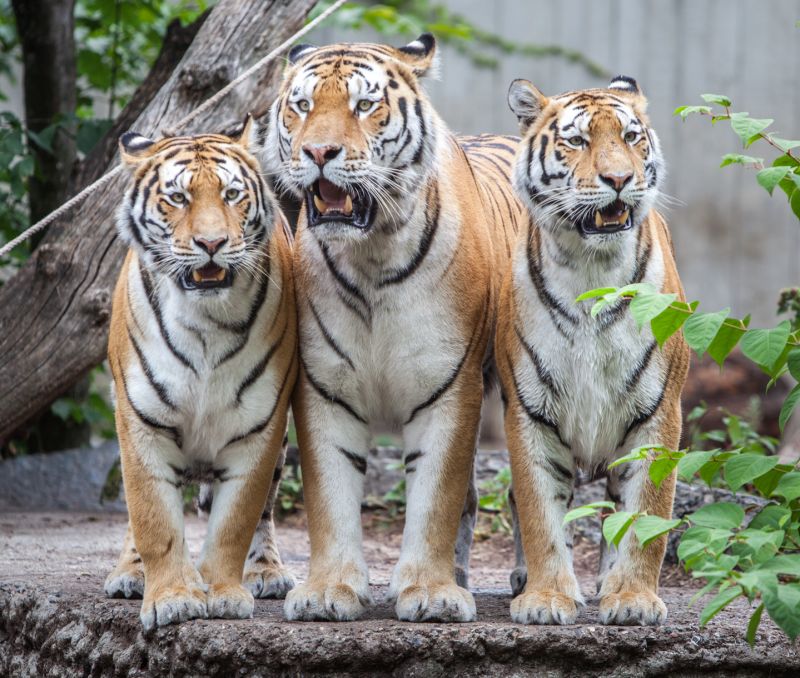 Tre tigre på stribe
Keywords: Tiger