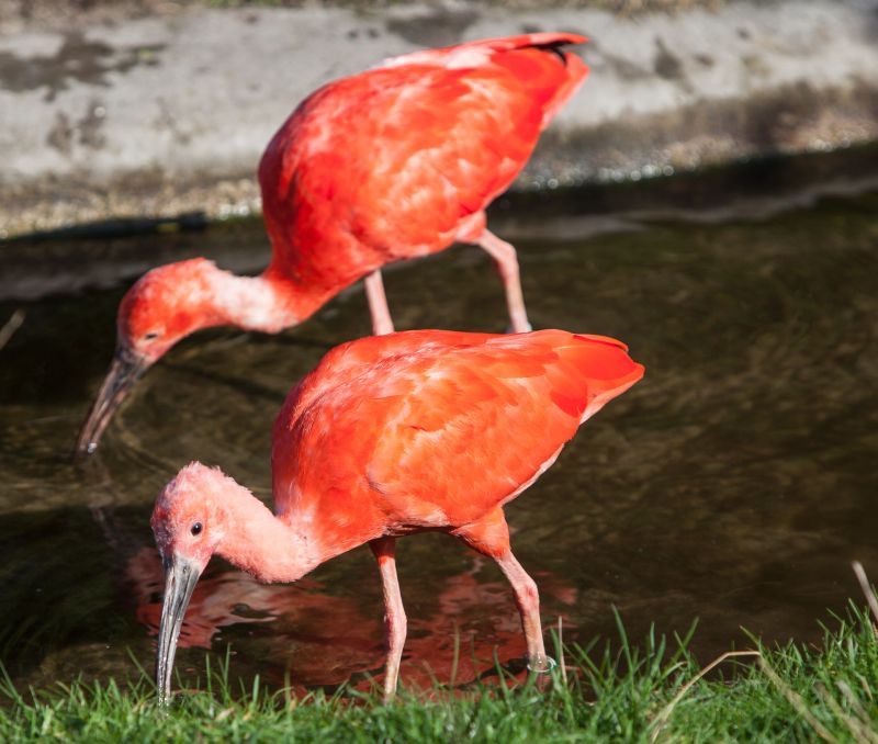 Rød ibis
Keywords: Rød ibis