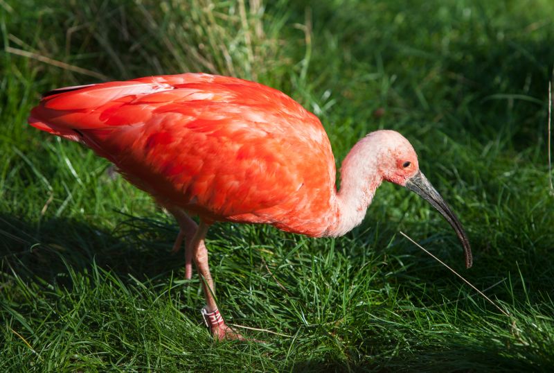 Rød ibis
Keywords: Rød ibis