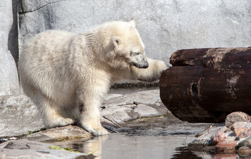 Isbjørneunge undersøger træstamme
Keywords: Isbjørneunge;Isbjørn