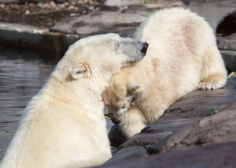 Isbjørneunge hilser på sin mor
Keywords: Isbjørneunge;Isbjørn