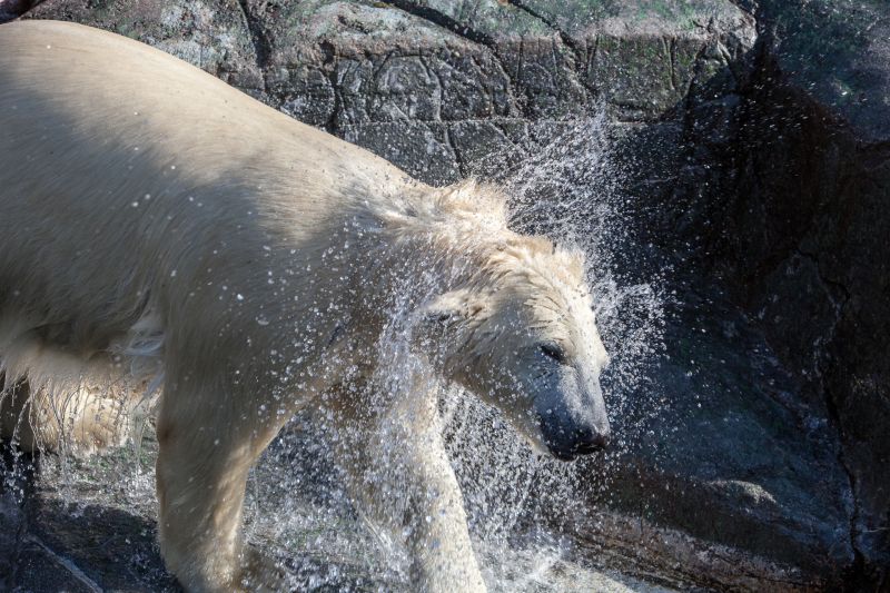 Isbjørn ryster vand af sig
Keywords: Isbjørn