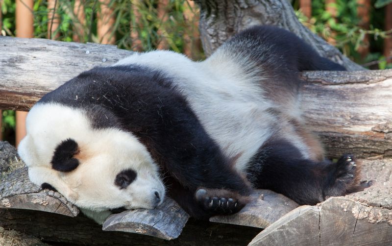 Panda hviler
Keywords: Panda