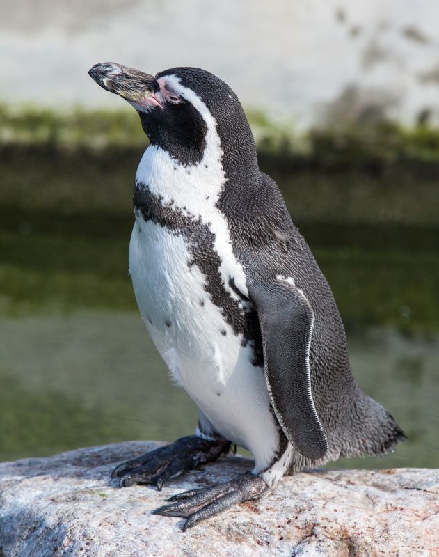  Humboldtpingvin
Keywords: Humboldtpingvin;Pingvin