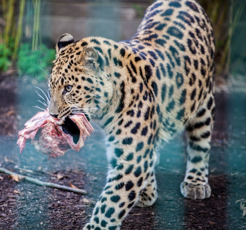 Leopard med mad
Keywords: Leopard