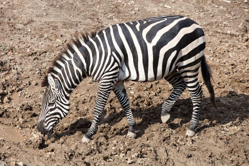 Zebra
Keywords: Zebra