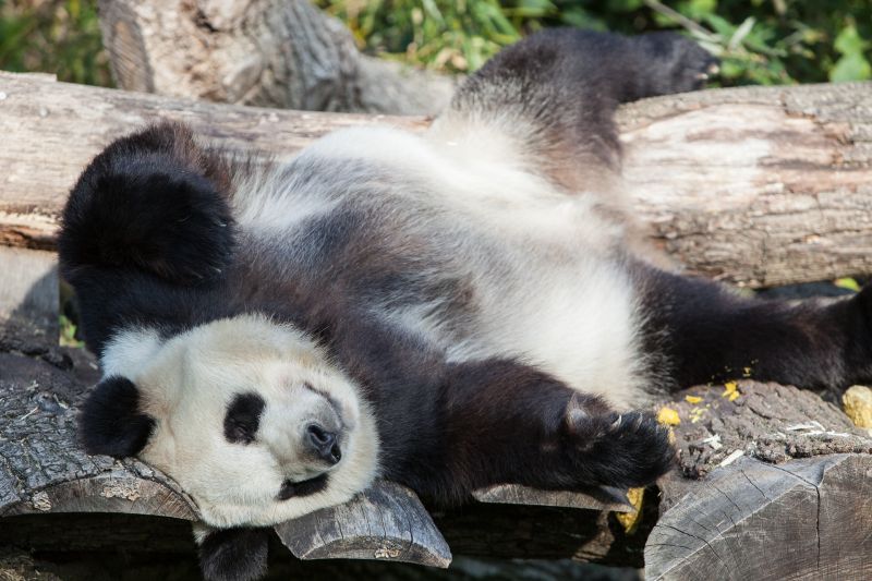 Panda slapper af
Keywords: Panda