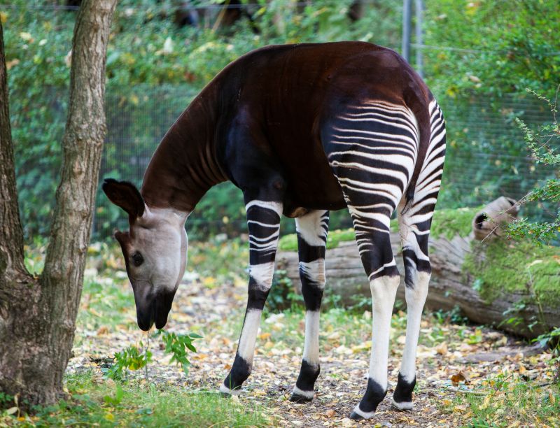 Okapi
Keywords: Okapi